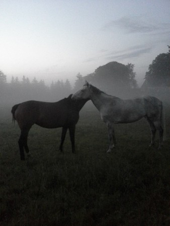 Ultess och Darina myser i hagen