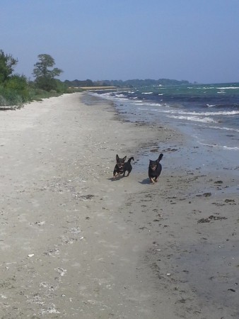 Glada hundar på stranden.
