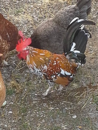 Fåk, min fina öländska dvärgtupp