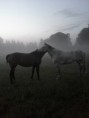 /album/bildgalleri/a10365831-10154280987355512-1024069067848161237-n-jpg/